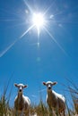 Two sheep standing in a field under a bright blue sky Royalty Free Stock Photo
