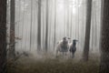 Two Sheep standing inside a mystic forest