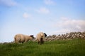 Two Sheep Standing in a Pasture Royalty Free Stock Photo
