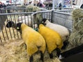 Two sheep suffolk race with black head and yellow wool standing in box, winners of the competion of the international agriculture
