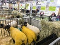 two sheep suffolk race with black head and yellow wool standing in box, winners of the competion of the international agriculture