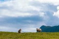 Two sheep in summer Scandinavia Royalty Free Stock Photo