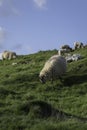 Sheep and baby lambs in Spring eating grass Royalty Free Stock Photo