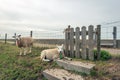 Two sheep on top of a Dutch dike Royalty Free Stock Photo