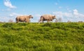 Two sheep walking behind one another on the top of a dike Royalty Free Stock Photo