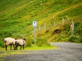 Two Sheep Walking On A Road With A Bicycle Sign. Green Mountain Slope In The Background.