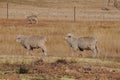 Two sheep walking in a row in a dry farm paddock Royalty Free Stock Photo