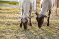 Two sheep young lambs graze pinching grass in a clearing in the rays of the setting sun. Close-up. Horizontal