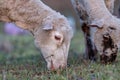 Two sheep young lambs graze pinching grass in a meadow at dusk in the evening. Close-up. Horizontal orientation.