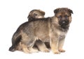 Two sheepdog`s puppies isolated over white background Royalty Free Stock Photo