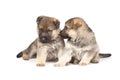 Two sheepdog`s puppies isolated over white background Royalty Free Stock Photo