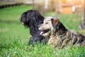 Two sheepdogs Bergamo Royalty Free Stock Photo