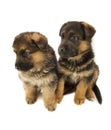 Two sheepdogs puppies Royalty Free Stock Photo