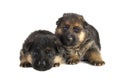 Two sheepdogs puppies Royalty Free Stock Photo