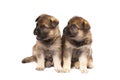 Two sheepdogs puppies Royalty Free Stock Photo