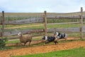 Two Sheepdogs working Royalty Free Stock Photo