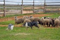 Two Sheepdogs working