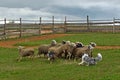 Two Sheepdogs working Royalty Free Stock Photo