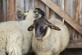 Two sheeps in barn black head white fur