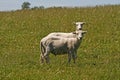 Two sheeps in Bodmin Moor, England