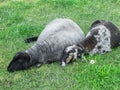 Two sheeps dozing in the grass