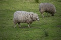 Two sheeps eating gras in the meadow Royalty Free Stock Photo