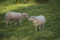 Two sheeps eating gras in the meadow Royalty Free Stock Photo