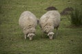 Two sheeps eating in the meadow Royalty Free Stock Photo