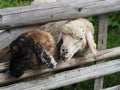 Two sheeps between fence on a pasture Royalty Free Stock Photo