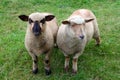 Two sheeps friends posing for photo on grass Royalty Free Stock Photo