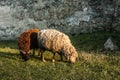 Two sheeps graze near Medzhybizh; castle in Khmelnytskyi Oblast Royalty Free Stock Photo