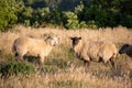 Two sheeps grazing on a golden meadow Royalty Free Stock Photo