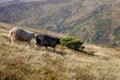 Two sheeps grazing on summer hills. Black and whire sheeps running down the hill. Pasture background. Royalty Free Stock Photo