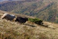 Two sheeps grazing on summer hills. Black and whire sheeps running down the hill. Pasture background. Royalty Free Stock Photo