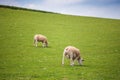 Two sheeps, green grass and blue sky