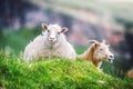 Two sheeps on green grass meadow on Faroe islands