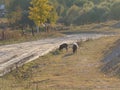 Two sheeps in a hilly area. Royalty Free Stock Photo