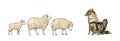 Two sheeps and lamb are walking towards the wolf. Royalty Free Stock Photo