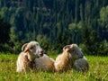 Two sheeps laying and resting on the meadow Royalty Free Stock Photo
