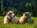 Two sheeps laying and resting on the meadow