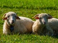 Two sheeps laying and resting on the meadow Royalty Free Stock Photo