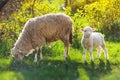 Two sheeps. little baby lamb with adult mother sheep Royalty Free Stock Photo