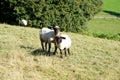 Two sheeps on a meadow Royalty Free Stock Photo