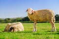 Two sheeps on the meadow Royalty Free Stock Photo