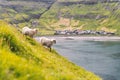 Two sheeps near Tjornuvik village beach on Streymoy island