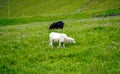 Two sheeps pasture on green grass meadow on Faroe islands. Vagar island, Faroe Islands Royalty Free Stock Photo