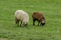 Two sheeps pasture in the meadow