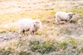 Two sheeps on a pasture. Mountain agricultural farming Royalty Free Stock Photo