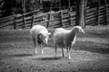 Two sheeps standing on field Royalty Free Stock Photo