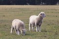Two sheeps standing on the meadow, New Zealand Royalty Free Stock Photo